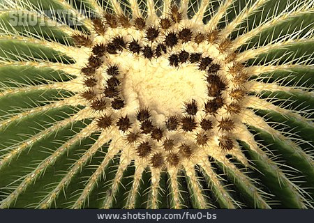 
                Kaktus, Herzförmig                   
