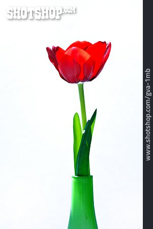 
                Tulpe, Vase                   