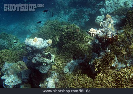 
                Unterwasser, Korallenriff, Alge                   