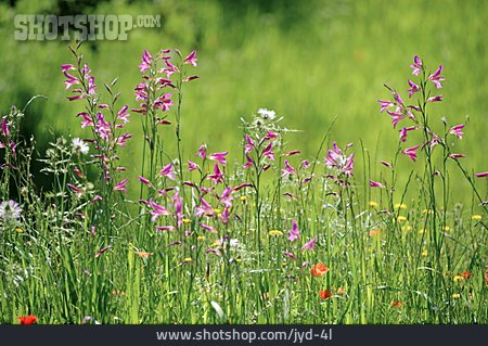 
                Blumenwiese, Gladiole, Wildblume, Illyrische Siegwurz                   