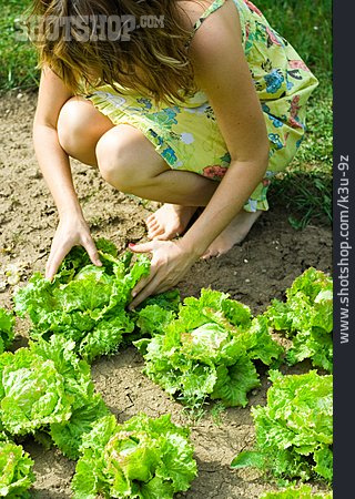 
                Gartenarbeit, Ernten, Gemüsegarten, Salatbeet                   