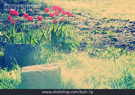 
                Frühjahr, Tulpe, Blumenbeet                   