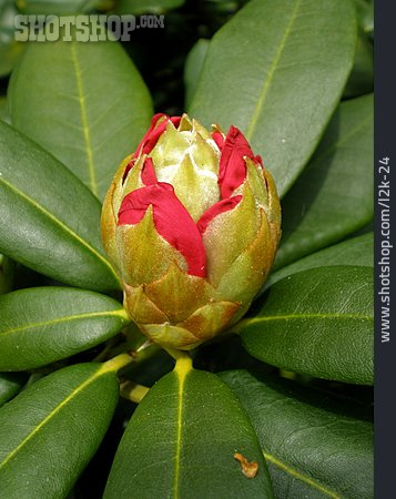 
                Rhododendron, Rhododendronknospe                   