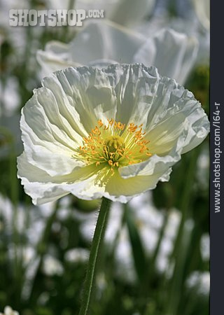 
                Mohnblüte, Islandmohn                   