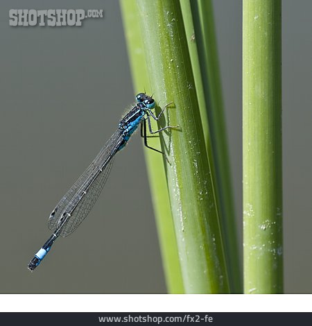 
                Libelle, Große Pechlibelle                   