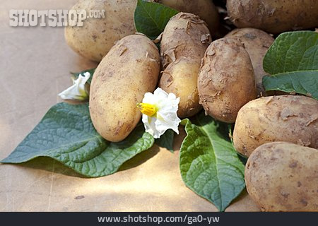 
                Kartoffel, Kartoffelblüte                   