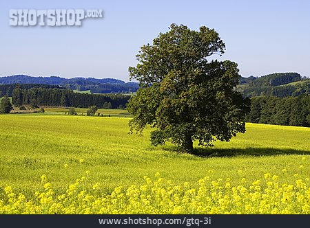 
                Landschaft, Rapsfeld, Eiche                   