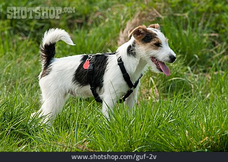 
                Welpe, Parson-russell-terrier                   