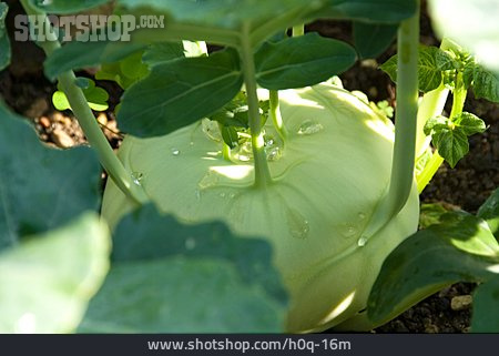 
                Gemüse, Kohlrabi, Gemüsebeet                   