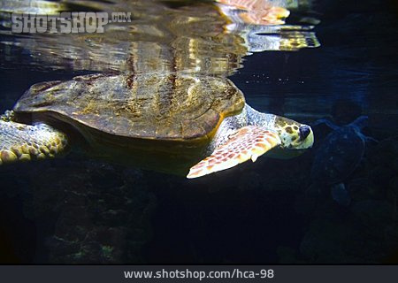 
                Schildkröte, Echte Karettschildkröte                   