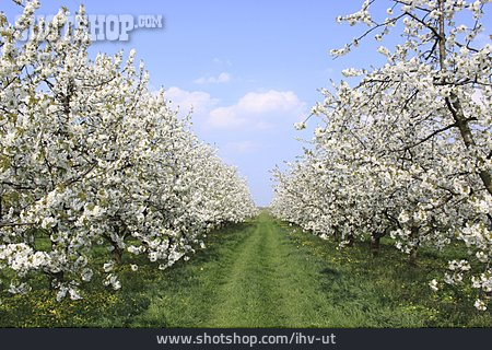 
                Kirschblüte, Kirschbaum, Obstanbau, Obstplantage                   