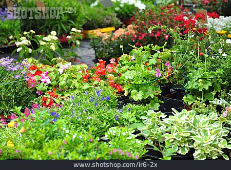 
                Gärtnerei, Blumengeschäft, Blumenverkauf                   