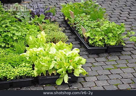 
                Küchenkräuter, Gärtnerei, Jungpflanzen, Salatpflanze                   