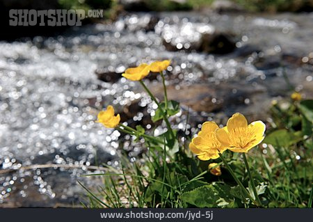 
                Blüte, Sumpfdotterblume                   