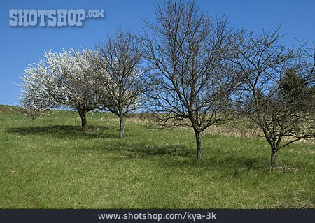 
                Apfelbaum, Totholz                   