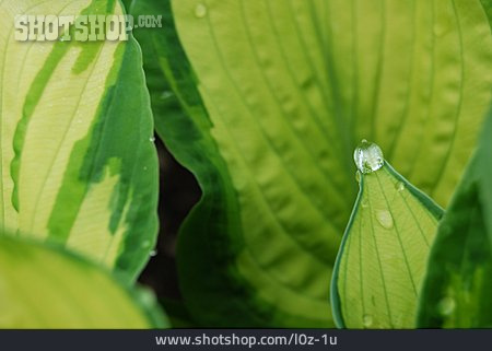 
                Grün, Wassertropfen, Perlen, Pflanzenblatt                   