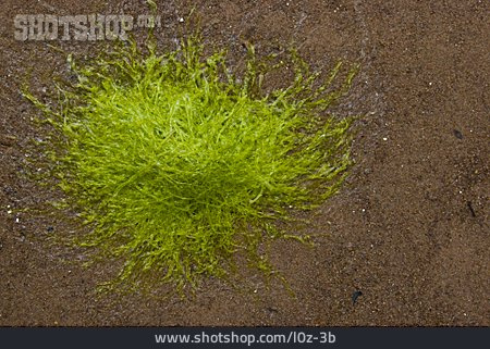 
                Sea Grass, Algae                   