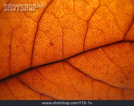 
                Herbst, Blatt, Blattadern, Blattstruktur                   