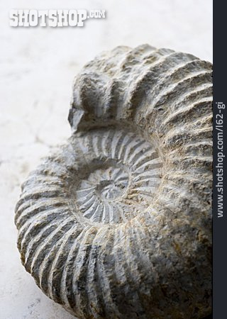 
                Schnecke, Fossil, Ammonit                   