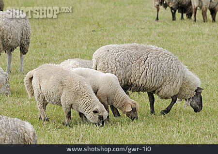 
                Schaf, Schafherde                   