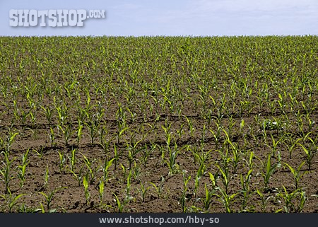 
                Maisfeld, Maispflanze, Maisanbau                   