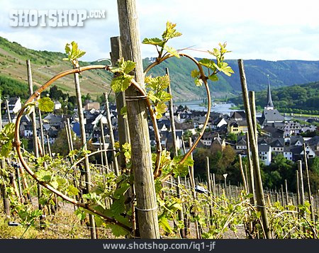 
                Rebstock, Weinanbaugebiet                   