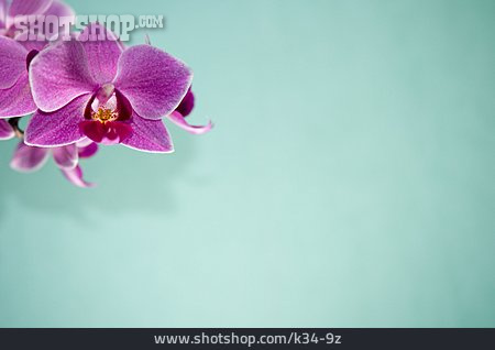 
                Textfreiraum, Orchidee, Orchideenblüte                   
