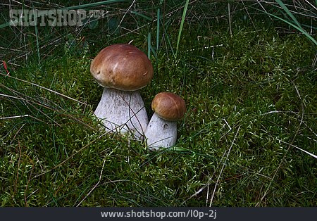 
                Mushroom, Cepe, Mushroom                   