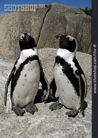 
                Pinguin, Brillenpinguin                   
