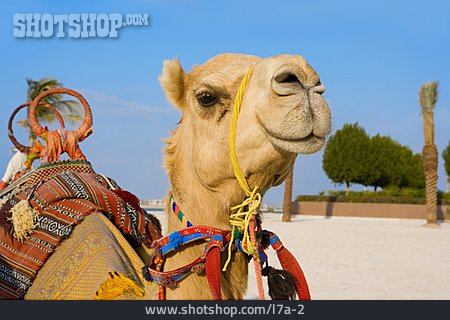 
                Kamel, Orientalisch, Kamelreiten                   