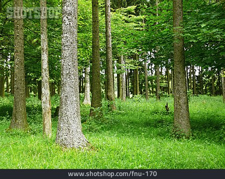 
                Wald, Baumstamm                   