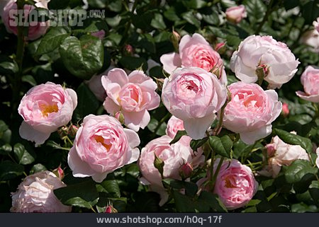 
                Rosenblüte, Rosenstrauch                   