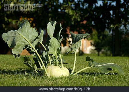 
                Kohlrabi                   