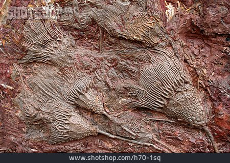 
                Fossil, Versteinert, Seelilie                   
