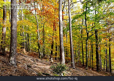 
                Wald, Herbst, Herbstfärbung                   