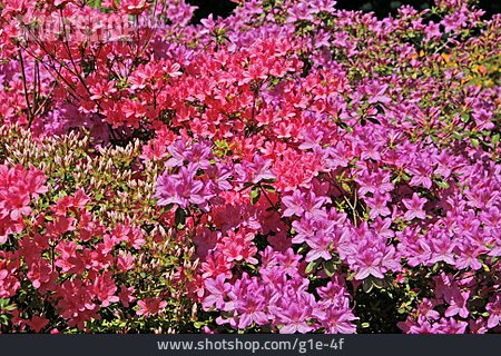 
                Rhododendron, Azalee                   