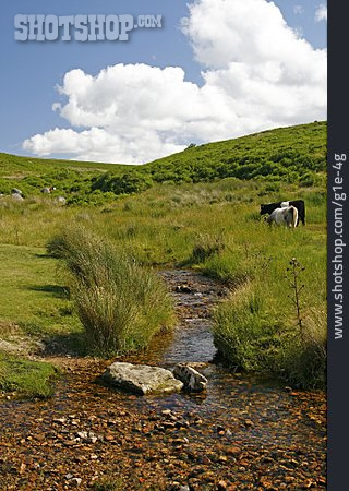 
                Dartmoor, Moorlandschaft                   