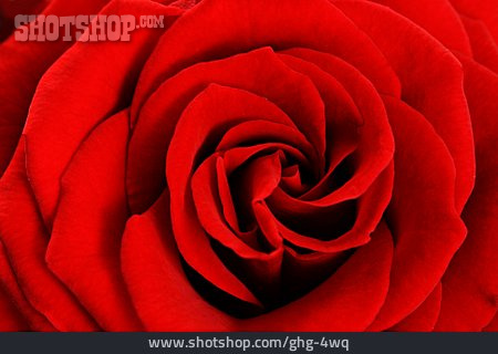 
                Rose, Rot, Rosenblüte, Rote Rose                   
