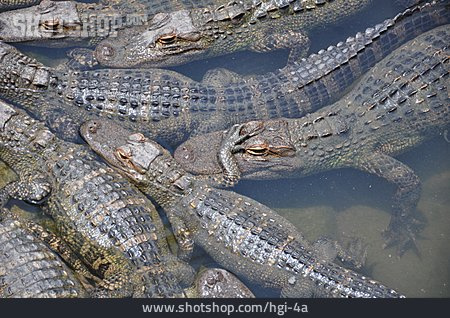 
                Reptil, Krokodil, Alligator                   