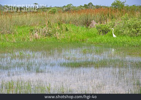 
                Gewässer, Feuchtgebiet, Everglades-nationalpark                   