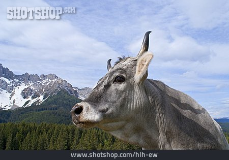 
                Kuh, Südtirol                   