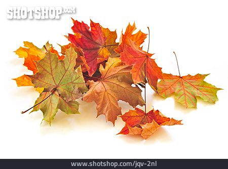 
                Herbstlaub, Ahornblatt, Ahornlaub                   