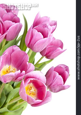 
                Tulpe, Blumenstrauß, Tulpenstrauß                   