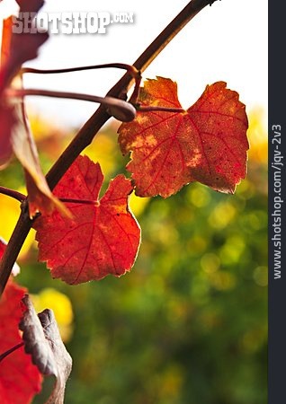 
                Herbstlich, Weinblatt, Blattfärbung                   