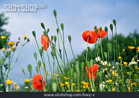 
                Blumenwiese, Klatschmohn, Mohnblüte                   