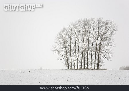 
                Winterlandschaft, Baumreihe                   