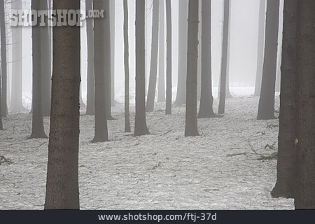 
                Winterlandschaft, Baumstamm, Nadelwald                   