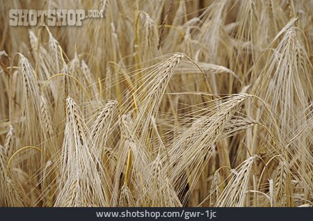 
                Gerste, Getreideanbau                   