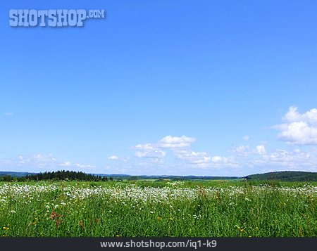
                Landschaft, Blumenwiese                   