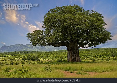 
                Affenbrotbaum, Baobab, Tansania                   